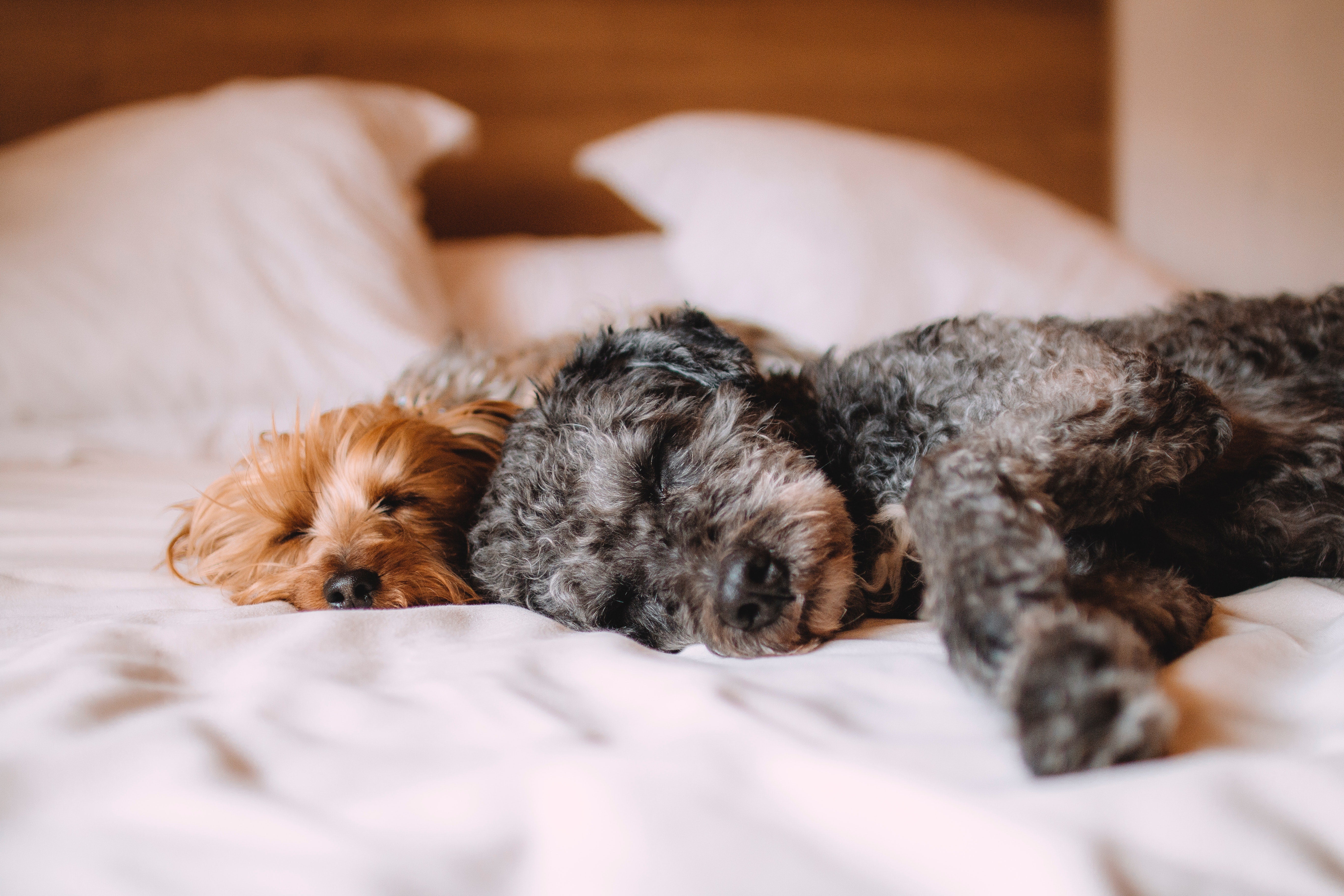 Una mascota en tu hogar es una familia llena de amor y comprensión